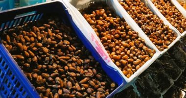 أسعار البلح السيوى والأنواع الأخرى في مطروح اليوم 22 يونيو 2025